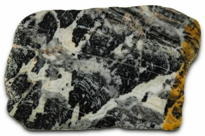 Proterozoic Columnar Stromatolite (Asperia) Slab - Australia #353614